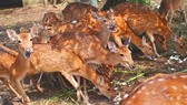 Deer breeders earn hundreds of billion dong from selling velvet antlers Deer breeders earn hundreds of billion dong from selling velvet antlers