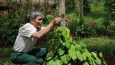 Pepper prices will struggle to recover this year: MARD Pepper prices will struggle to recover this year: MARD