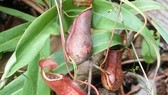 Tiềm năng du lịch sinh thái ở Vườn quốc gia Lò Gò - Xa Mát