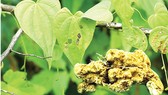 Cây và củ nần nghệ (Dioscorea collettii)