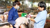 Hỗ trợ thiết bị và hóa chất xét nghiệm dịch tả heo châu Phi