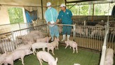 Việt Nam thắt chặt nhập khẩu thịt heo
