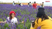 Không gian mới lạ trên vùng trà cổ Cầu Đất - Đà Lạt