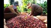 Thấp thỏm mùa cà phê