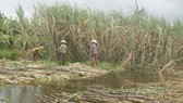 1.000ha mía ở Hậu Giang nguy cơ bị ngập lũ