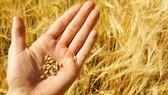 Tạm dừng áp dụng quy định tái xuất lô hàng lúa mì lẫn hạt cỏ kế đồng