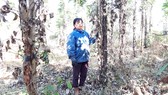 Tiêu chết hàng loạt, dân trồng lao đao