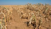 El Nino đe dọa nghiêm trọng khu vực Trung Mỹ