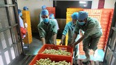 Công nhân vận chuyển gà con về trang trại chăn nuôi