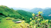 Bùi Hui có khí hậu quanh năm mát mẻ, có cây sim tự nhiên nhiều nhất Quảng Ngãi