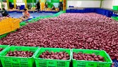 45 tấn khoai lang đã được MM Mega Market Việt Nam xuất khẩu sang hệ thống big C Thái Lan