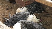 Báo động dịch cúm tái xuất