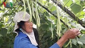 Chữa “bệnh” bí đầu ra của nông sản Việt Chữa “bệnh” bí đầu ra của nông sản Việt