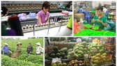 Sẽ xóa bỏ 99% thuế quan hàng hóa giao thương Việt Nam - EU Sẽ xóa bỏ 99% thuế quan hàng hóa giao thương Việt Nam - EU