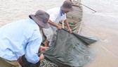 Giá cá linh đầu mùa tăng cao