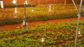 Mưa lớn khiến nhiều vườn rau của người dân phường 9, TP Đà Lạt bị ngập