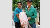 ĐBSCL: Giá heo hơi tăng mạnh ĐBSCL: Giá heo hơi tăng mạnh