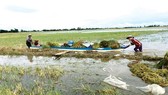Nông dân vùng đầu nguồn An Phú (tỉnh An Giang) thu hoạch lúa chạy lũ