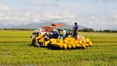 Lũ năm 2018 làm mất trắng khoảng 2.000ha lúa của nông dân ĐBSC