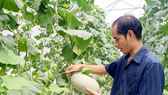 Trồng dưa lưới bằng công nghệ cao mang lại hiệu quả kinh tế cho người trồng ở TPHCM