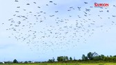 Đàn chim “lạ” hàng ngàn con xuất hiện ở Quảng Trị
