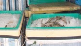 Liên tiếp phát hiện xe khách vận chuyển tôm bơm tạp chất