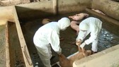 Dịch tả heo châu Phi “tấn công” đàn heo của Trung tâm giống nông nghiệp Cà Mau