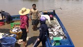 Cá bè La Ngà lại chết trắng sau mưa lớn