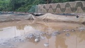 400 tons of farm-raised fish die en masse after hydroelectric plant discharges its water (Photo: SGGP)