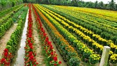 A corner of Sa Dec flower village (Photo: Tri Vien )