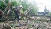 Vietnam not to build more sugarcane plant