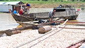 Gov’t to support fish breeders in La Nga river