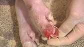 Foot-mouth disease hits cattle herds in southern province