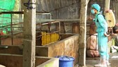 A vet sprays chemical to disinfect farms in Kien Giang Province (Photo: SGGP)