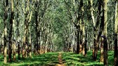 Rubber forest in Gia Lai province (Photo: vnexpress.net)