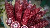 Giống bắp Nữ Hoàng Đỏ ăn tươi được