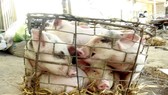Triển khai giải pháp cấp bách phòng, chống dịch tả heo châu Phi