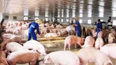 Đồng Nai: Heo lại rớt giá