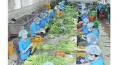Vai trò liên kết trong sản xuất nông nghiệp công nghệ cao