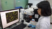 Thạc sĩ Mỹ Nương nghiên cứu cơ chế phân tử kháng ung thư của bài thuốc Nam Địa Long trên mô hình tế bào trong phòng thí nghiệm