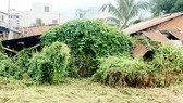 Dự án treo 20 năm