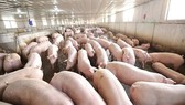 Ngăn chặn đại dịch, Việt Nam tạm ngưng nhập khẩu thịt heo từ Ba Lan và Hungary