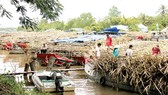 Sugar growers have been hit by inventory in the Mekong Delta (Photo: SGGP)