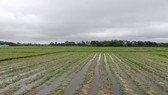 A flooded corn field in Cu Chi district, HCMC (Photo: SGGP)