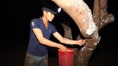 A cicada hunter at night (Photo: SGGP)
