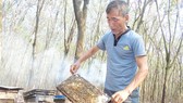 Nuôi ong lấy mật dưới tán rừng cao su