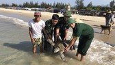 Thả cá thể rùa quý hiếm về biển Chân Mây