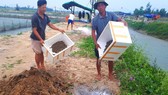Người dân đem ốc hương chết đi xử lý tiêu hủy ở xứ Cồn Vạn, xã Cẩm Lĩnh
