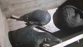 Số cá thể tê tê vẫn còn sống