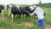 Bò sữa của Tập đoàn TH được chăn nuôi theo quy trình hữu cơ